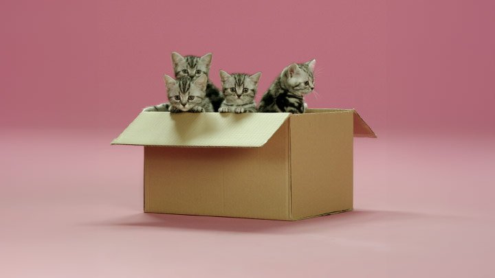 WhiskasCatHacks